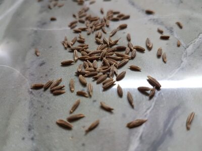 cumin-seeds